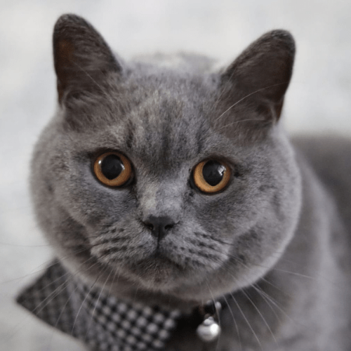 How do I take the perfect photo of my cat? - Lucy and Lola Shop