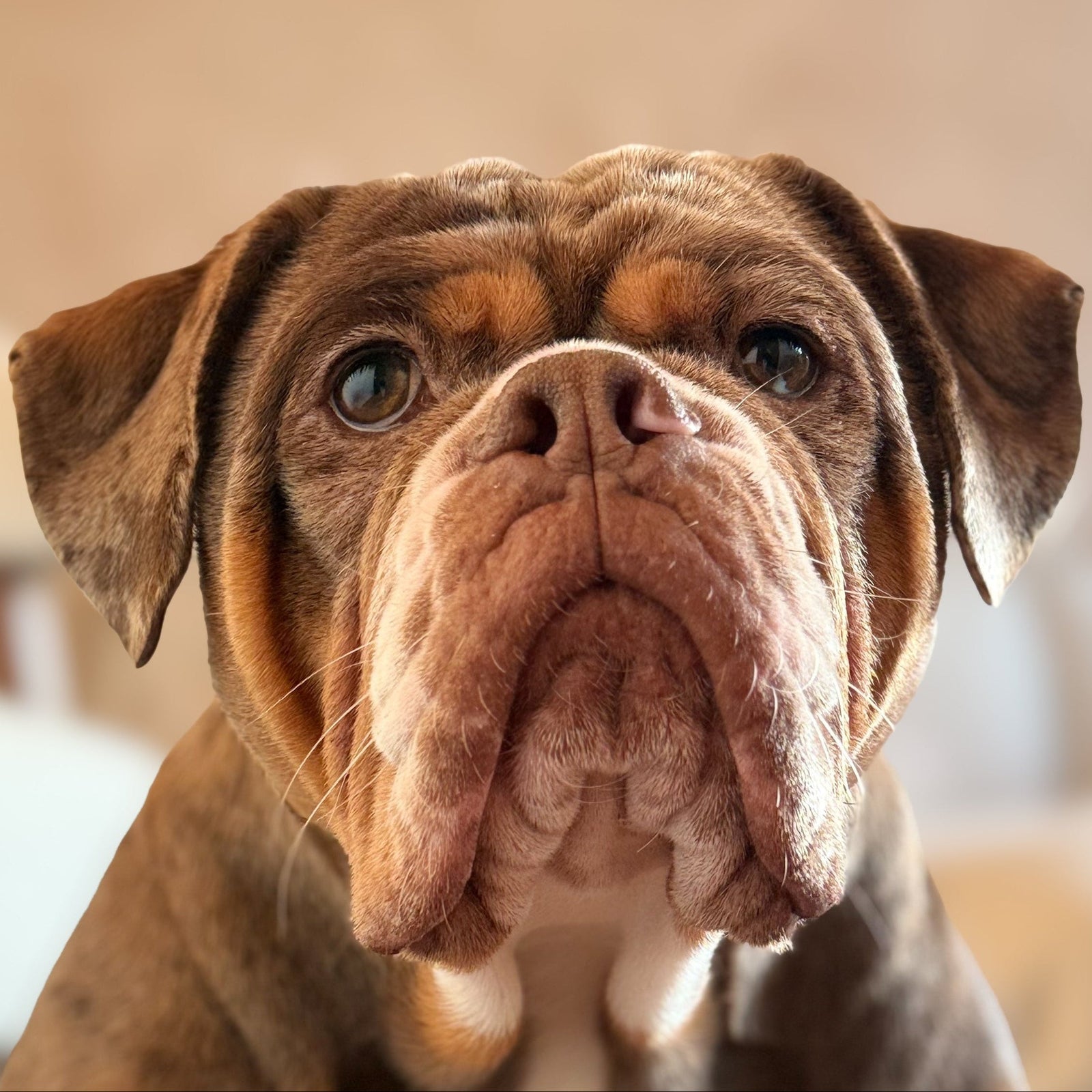 Pet photo